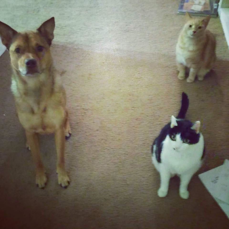 Readers pet photos